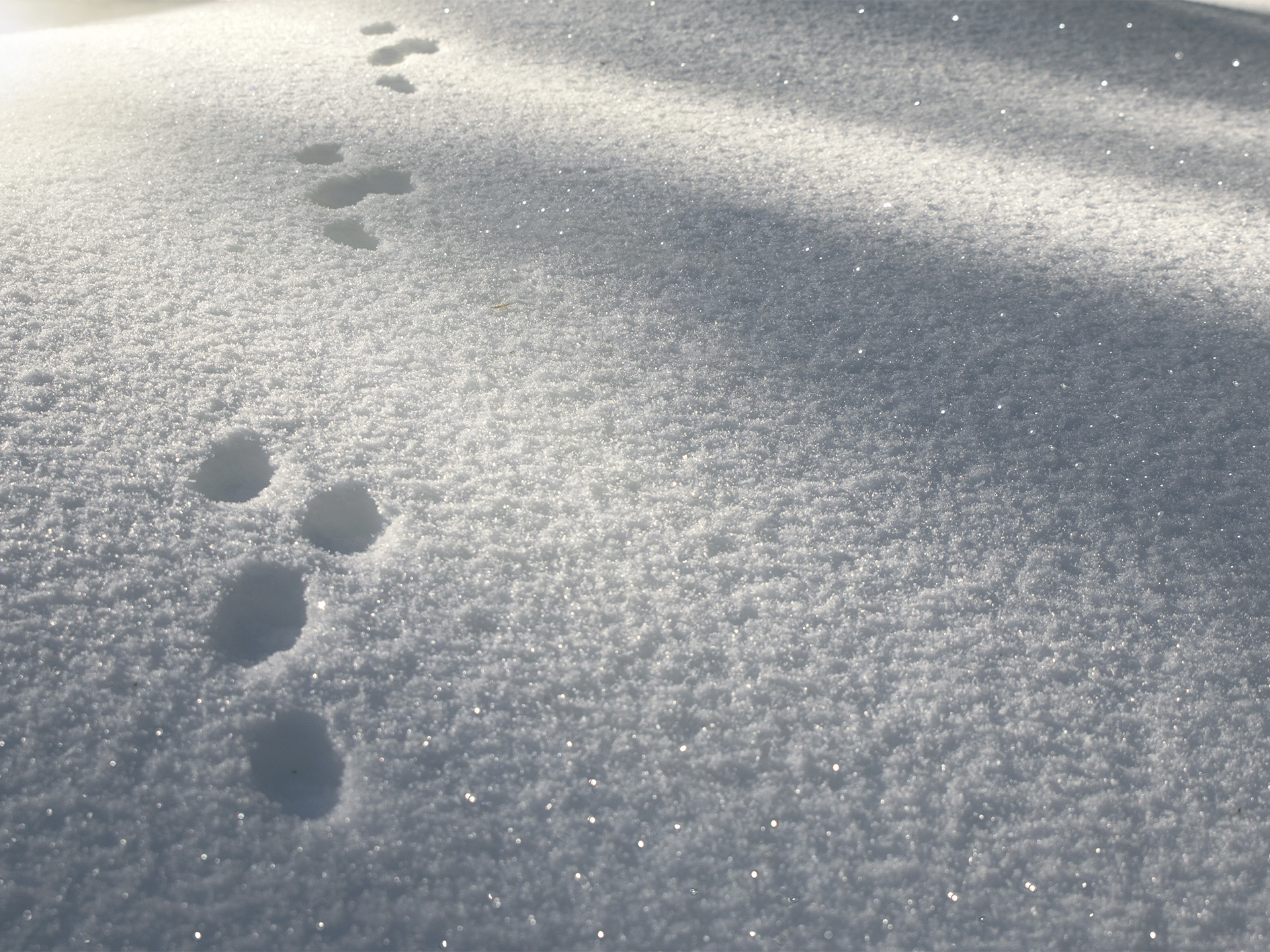 Eläimen tassun jälkiä lumihangessa.